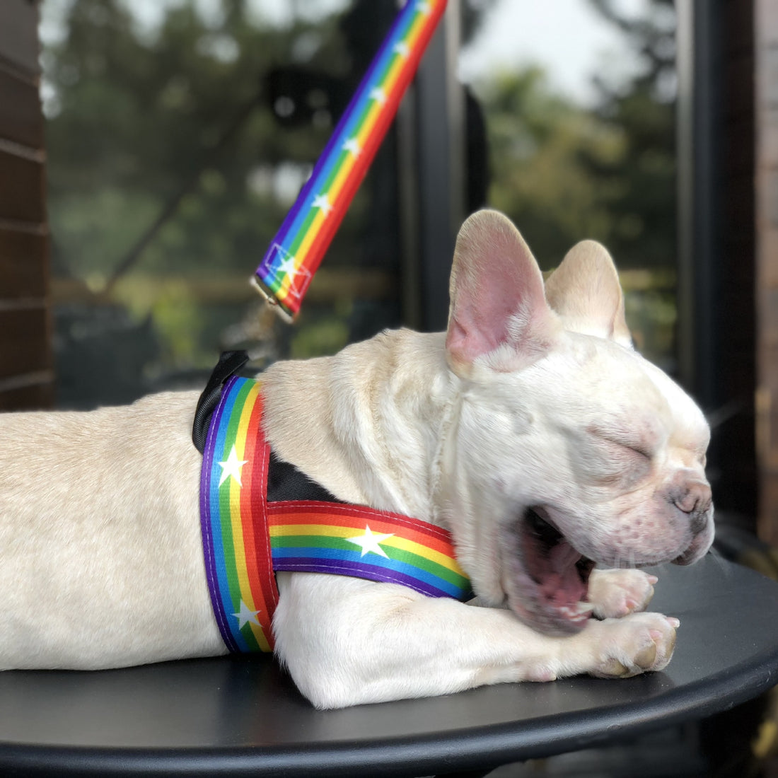 Rainbow Style Pet Chain Leash For Walking Control