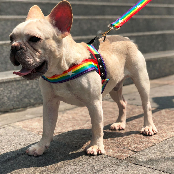 Rainbow Style Pet Chain Leash For Walking Control
