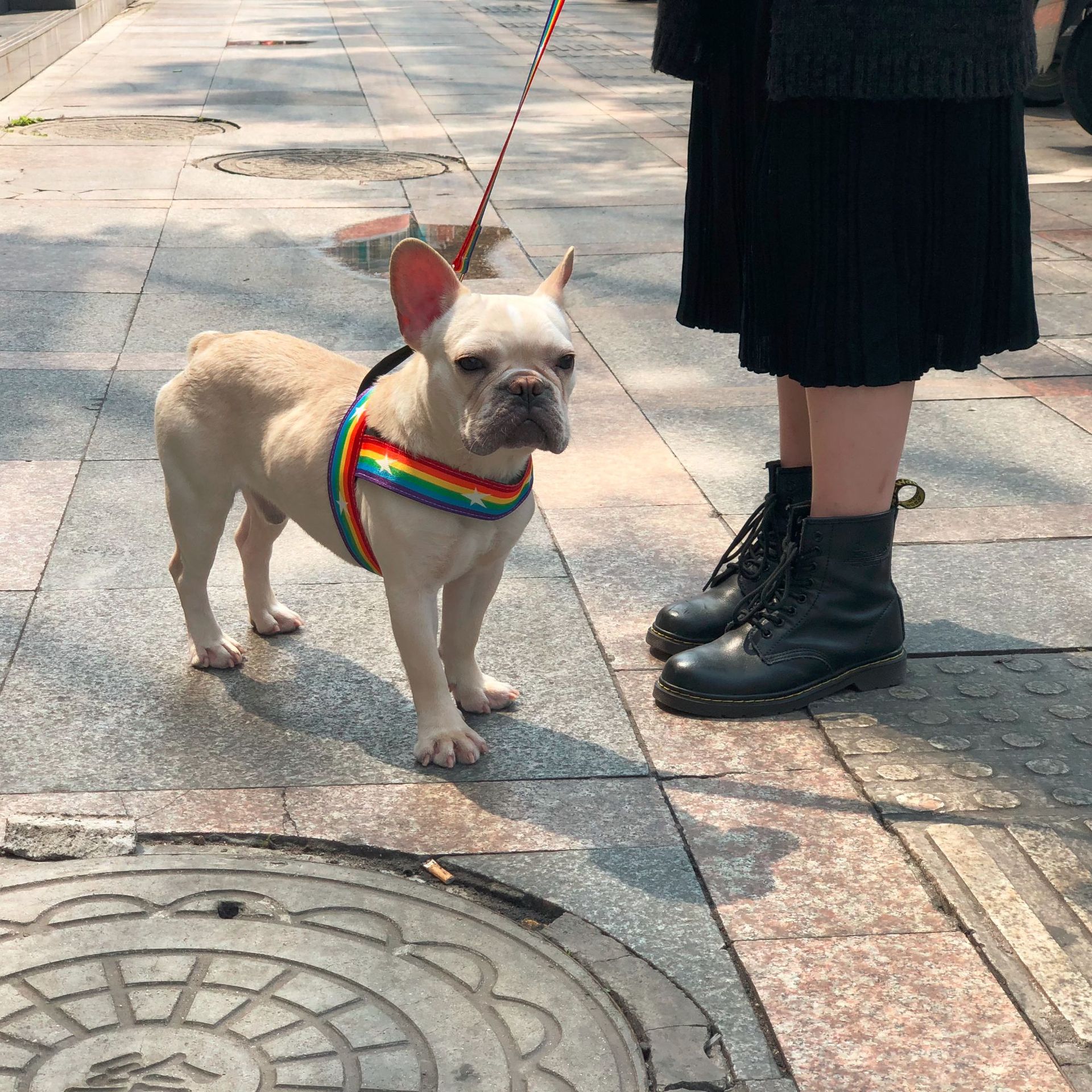 Rainbow Style Pet Chain Leash For Walking Control