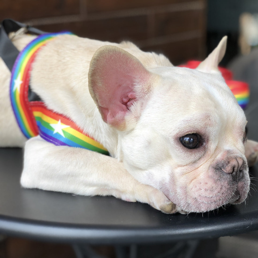 Rainbow Style Pet Chain Leash For Walking Control