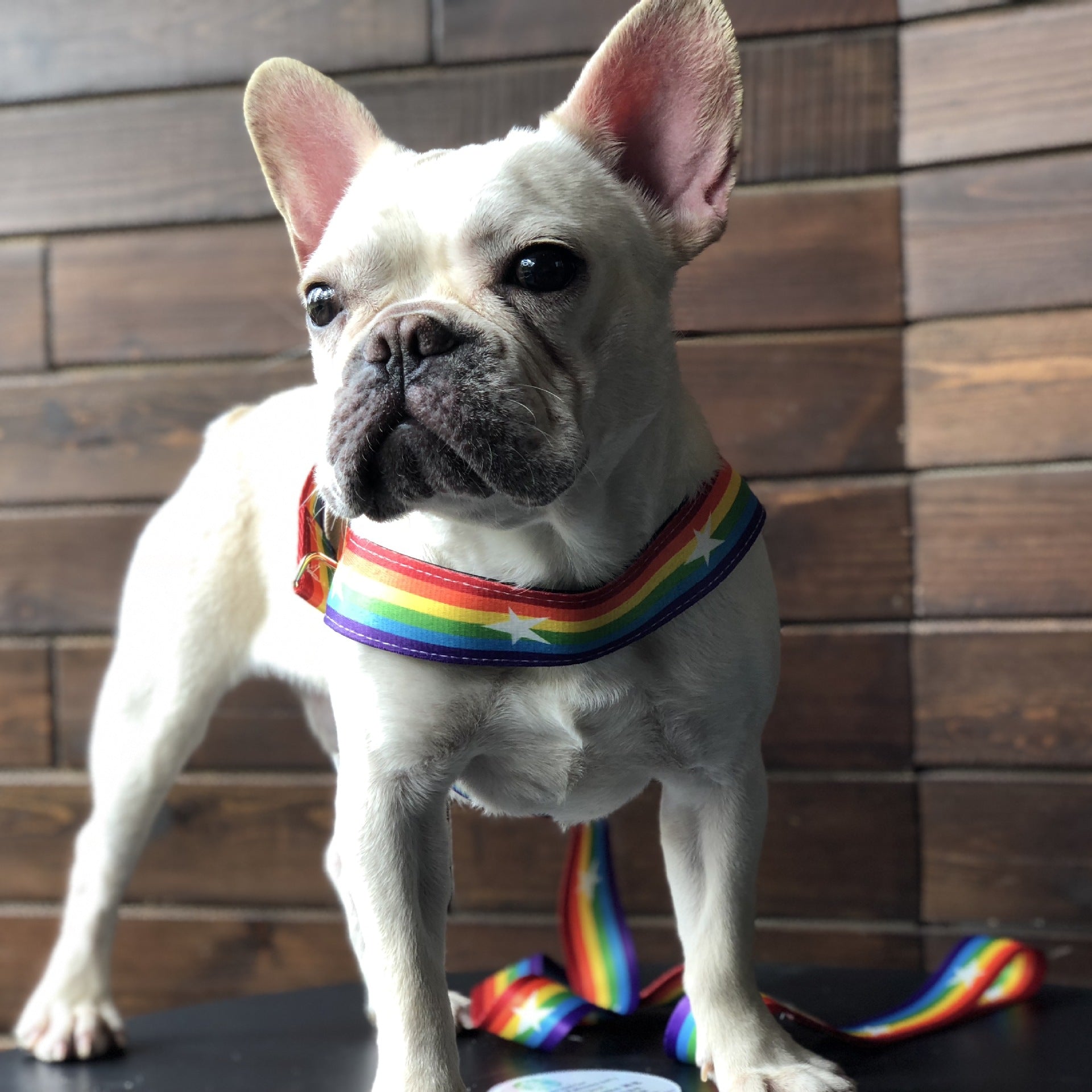 Rainbow Style Pet Chain Leash For Walking Control