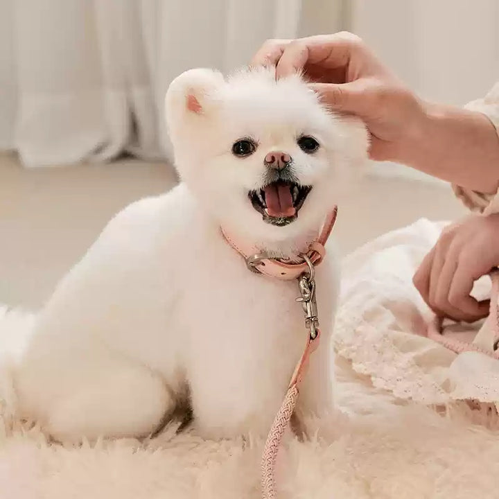 Leather Pet Collar With Handheld Rope Leash For Small And Medium Pets