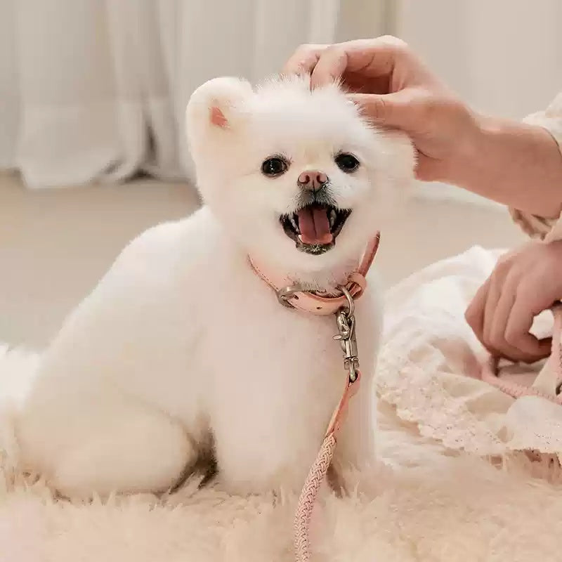 Leather Pet Collar With Handheld Rope Leash For Small And Medium Pets