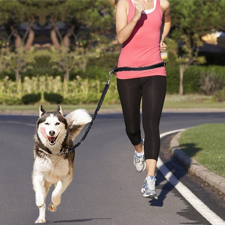 Adjustable Pet Harness And Collar Jogging Leash Set