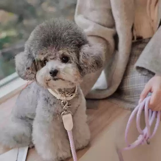 Leather Pet Collar With Handheld Rope Leash For Small And Medium Pets