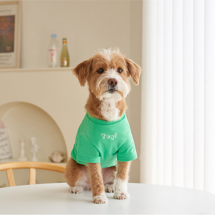 Korean Style Pet Cotton T Shirt Color Print Apparel