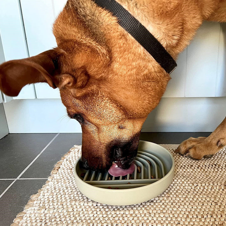 Pet Slow Feeding Bowl Fashion Simple Design Dish