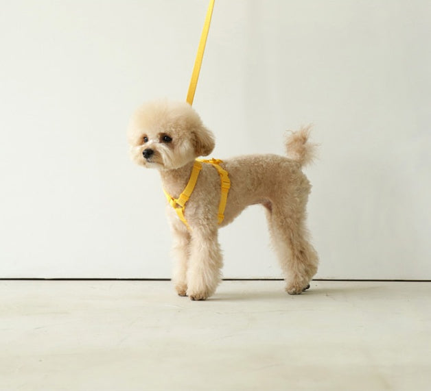 Colorful Macaron Style Ins Wind Adjustable Pet Leash