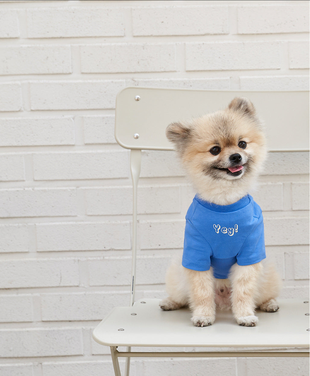 Korean Style Pet Cotton T Shirt Color Print Apparel